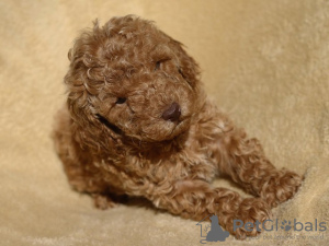 Additional photos: Red dwarf poodle