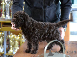 Photo №3. Lagotto Romagnolo puppies. Serbia