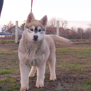 Photo №3. Siberian husky puppies show line. Serbia