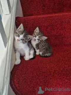 Photo №1. american shorthair - for sale in the city of Vienna | 599$ | Announcement № 163814