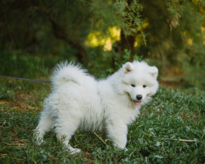 Photo №3. Samoyed. The boys. Russian Federation