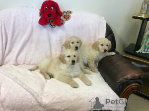 Photo №1. golden retriever - for sale in the city of Kampen | 539$ | Announcement № 68041