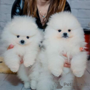 Photo №2 to announcement № 133232 for the sale of pomeranian - buy in Germany private announcement