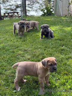 Photo №4. I will sell cane corso in the city of Aalborg. private announcement, breeder - price - 671$