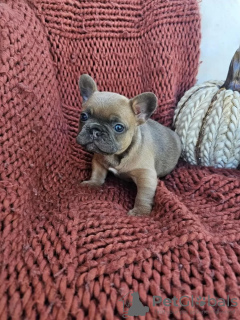 Photo №1. french bulldog - for sale in the city of Tirana | Is free | Announcement № 16185