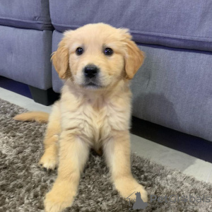 Photo №1. golden retriever - for sale in the city of Texas City | 300$ | Announcement № 42171