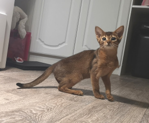 Photo №2 to announcement № 4396 for the sale of abyssinian cat - buy in Russian Federation from nursery