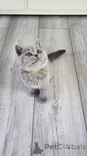 Photo №3. British Shorthair Kittens Available To Permanent Loving homes.. United Kingdom
