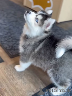 Photo №2 to announcement № 168963 for the sale of siberian husky - buy in Germany breeder