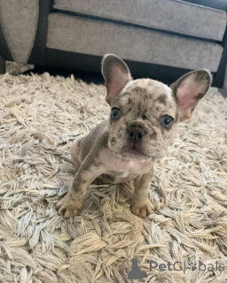 Photo №2 to announcement № 161980 for the sale of french bulldog - buy in Malaysia 
