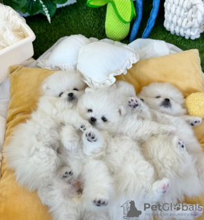 Photo №2 to announcement № 110725 for the sale of pomeranian - buy in United States private announcement