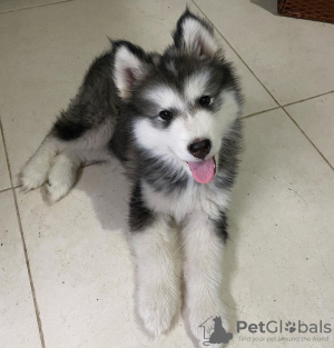 Photo №2 to announcement № 84215 for the sale of alaskan malamute - buy in Finland private announcement