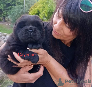 Photo №2 to announcement № 20345 for the sale of chow chow - buy in Poland private announcement