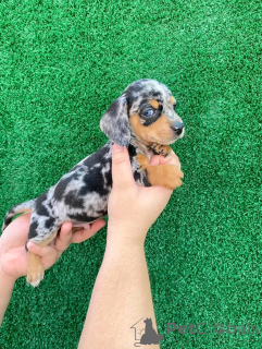 Photo №4. I will sell dachshund in the city of Helsinki. private announcement, from the shelter - price - 568$