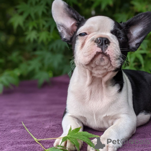 Photo №1. non-pedigree dogs - for sale in the city of Bamberg | Is free | Announcement № 117757