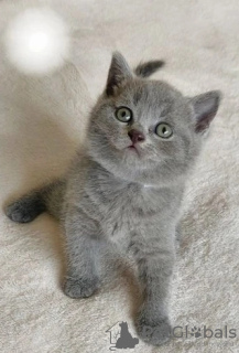 Photo №2 to announcement № 87383 for the sale of british shorthair - buy in Germany private announcement