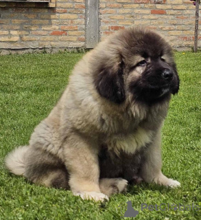 Photo №1. caucasian shepherd dog - for sale in the city of Belgrade | negotiated | Announcement № 144427