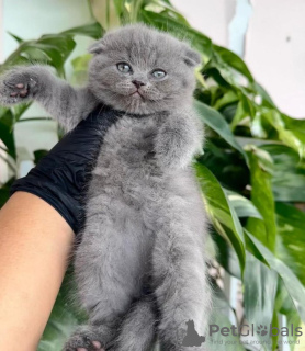 Photo №3. British Shorthair Grey Male and Female Breed for Sale. United States