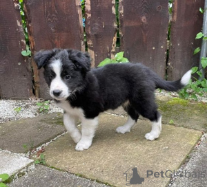 Photo №1. border collie - for sale in the city of Рокишкис | 370$ | Announcement № 75797