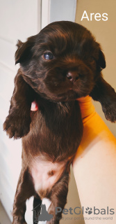 Photo №4. I will sell shih tzu in the city of Boat. breeder - price - 560$