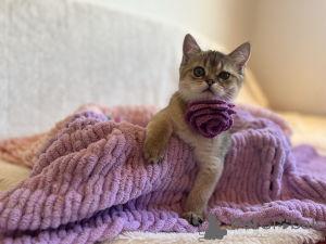 Photo №3. Charming kittens Scottish Kilt Straight. Slovakia