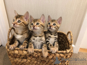 Photo №2 to announcement № 107945 for the sale of bengal cat - buy in Germany private announcement, breeder