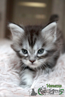 Photo №2 to announcement № 9644 for the sale of maine coon - buy in Russian Federation private announcement, from nursery, breeder