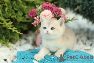 Photo №3. Healthy British shorthair Kittens. Germany