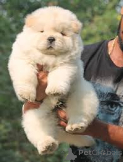Photo №4. I will sell chow chow in the city of London.  - price - negotiated