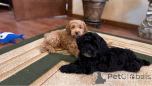Photo №2 to announcement № 135516 for the sale of poodle (royal) - buy in Russian Federation private announcement
