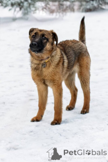 Photo №4. I will sell non-pedigree dogs in the city of Москва.  - price - Is free