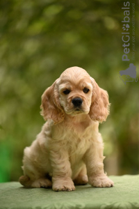 Photo №2 to announcement № 20863 for the sale of american cocker spaniel - buy in Ukraine breeder