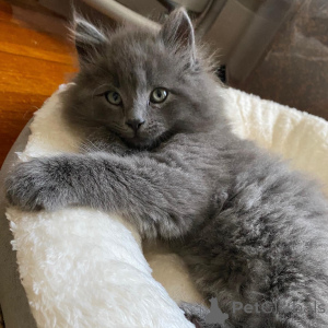 Photo №1. nebelung - for sale in the city of Augsburg | 155$ | Announcement № 171179