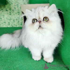Photo №3. Adorable Pedigree Persian kittens for sale. Finland