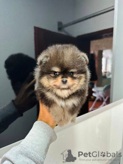 Photo №4. I will sell pomeranian in the city of Werbass.  - price - negotiated