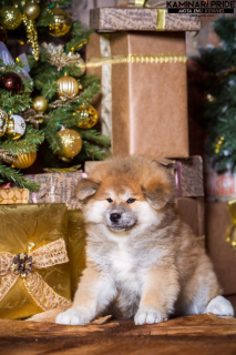Photo №2 to announcement № 3910 for the sale of akita - buy in Russian Federation from nursery, breeder