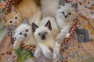 Photo №1. birman - for sale in the city of Ohio | 450$ | Announcement № 135884