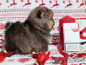 Photo №3. Pomeranian Spitz, female puppies. Serbia