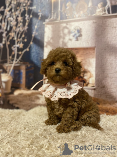 Photo №3. Maltipoo doll babies!. Germany