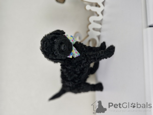 Photo №1. poodle (dwarf) - for sale in the city of Minsk | 323$ | Announcement № 167529