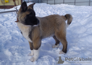 Photo №1. american akita - for sale in the city of Петушки | 506$ | Announcement № 9036