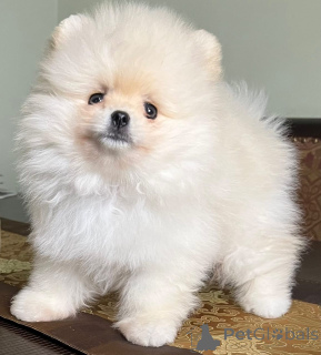 Photo №3. Adorables chiots Spitz nains (Poméraniens) cherchent un foyer aimant !. France