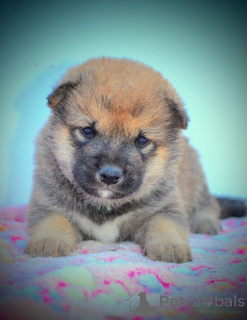 Photo №3. Shiba inu beautiful puppies. Serbia