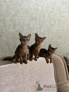 Photo №2 to announcement № 36967 for the sale of abyssinian cat - buy in Belarus private announcement, from nursery
