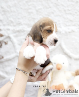 Photo №1. beagle - for sale in the city of Nuremberg | Is free | Announcement № 99469