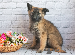 Photo №4. I will sell non-pedigree dogs in the city of Moscow river. private announcement - price - Is free