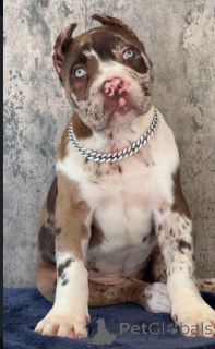 Photo №1. cane corso - for sale in the city of Niederanven | negotiated | Announcement № 155092