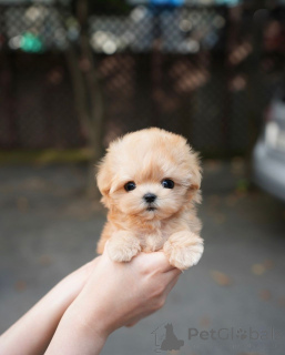 Photo №3. These adorable babies love snuggles and kisses. It's all the fluff and fun you. Finland