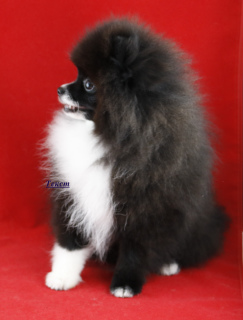 Additional photos: very very little girl Pomeranian