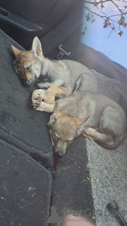 Photo №4. I will sell czechoslovakian wolfdog in the city of Панчево. private announcement - price - negotiated